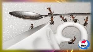Las hormigas son uno de los insectos que generan un menor rechazo, puesto que no suelen parecernos tan desagradables o peligrosas que otros insectos por ello, en este artículo de uncomo te explicamos cómo eliminar las hormigas de tu cocina mediante sencillos remedios caseros. Como Matar Y Eliminar Hormigas En Casa Definitivamente