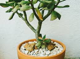 Maybe you would like to learn more about one of these? The Best Pots For Jade Plants How To Make Your Faves Work