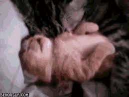 We did not find results for: Anthropomorphism Cat Funny Gif Find On Gifer