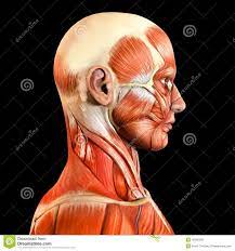 Face Muscles Anatomy Man Anatomy Face Anatomy