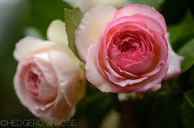 Maybe you would like to learn more about one of these? Types Of Roses