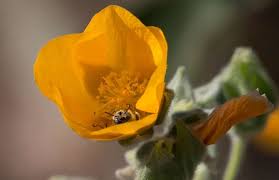 Image result for Abutilon rehmannii