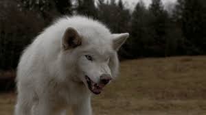 Here are only the best animated wolf wallpapers. Pin By Alix Taesch On Stuffs White Wolf Wolf Arctic Wolf