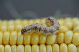 You will notice these indoor plant bugs crawling out of the potting soil, or flying around your plant when you water or otherwise disturb the soil. Corn Earworm Nc State Extension