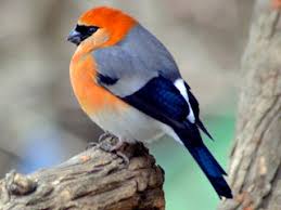 Image result for Buchnera cryptocephala