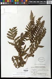 Image result for Megalastrum lanuginosum