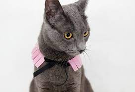 Design your own cat collar, low prices, free shipping & 24/7 support. Diy Cat Collars That Are Insanely Adorable