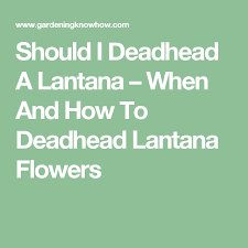 Should I Deadhead A Lantana When And How To Deadhead Lantana Flowers Lantana Lantana Plant Dead Head