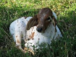 Through centuries of exposure to inadequate food supplies, insect pests, parasites, diseases and the weather extremes of tropical india, the native cattle developed some remarkable. Pin On Life In The Country