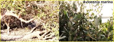 انواع نبات القرم او الشورى avicennia قوائم النبات قوائم النبات معلومان عامه معلوماتية plants