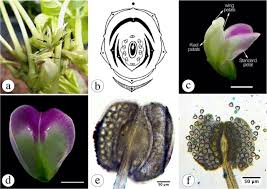 Image result for Dolichos pseudocajanus