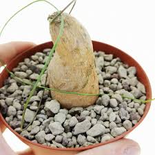 Image result for Cyphia