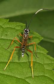 Image result for Polysphaeria ribauensis