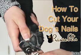 how to cut your dogs nails safely at home