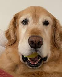 We are so saddened to hear that alumni Dexter crossed the rainbow bridge.  💔😭 From his mom: “I just wanted to let you know that our sweet Dexter  (Patton) has passed away.