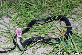 Everglades Racer Coluber Constrictor Paludicola Everglades Racer Snake