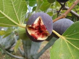 Get the best deal for fig tree fruit trees from the largest online selection at ebay.com. Figs Absolute Axarquia