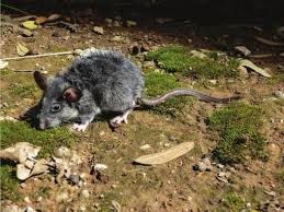 Image result for Nelsonia