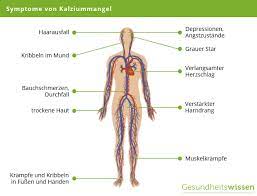 Kalzium Seine Aufgaben Im Korper