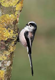 Small Birds With Long Tail Feathers Pin On Bird Bird World