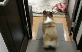 Corgi Butt Gifs Get The Best Gif On Giphy Wolf wagging tail gif closed. corgi butt gifs get the best gif on giphy