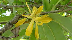 Di sisi lain, cempaka kuning memiliki potensi sebagai tanaman herbal. Cempaka Kuning Bunga Adat Khas Tanah Rencong Greeners Co