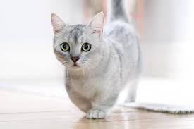 Kucing ini memiliki ukuran tubuh yang bongsor dengan berkaki pendek. 8 Fakta Kucing Munchkin Si Mungil Penuh Kontroversi