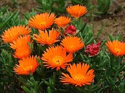 Image result for Lampranthus spp.