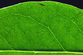 Image result for Cassinopsis tinifolia