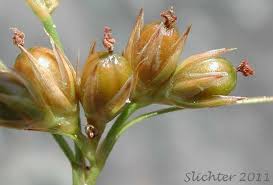 Image result for Juncus exsertus