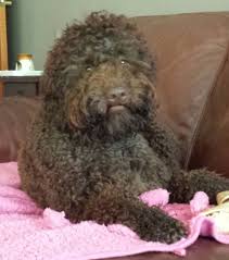 Maybe you would like to learn more about one of these? Lagotto Romagnolo Breeders Australia Lagotto Romagnolo Info Puppies