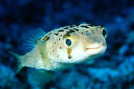 Dog Breed Named Most Likely To Run Away From Home In 2020 Old Dogs Ocean Creatures Animals