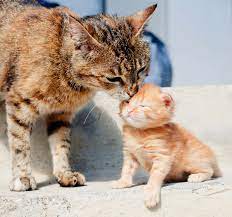 After about two weeks, kittens quickly develop and begin to explore the world outside the nest. Should I Get A Kitten Or Adopt An Older Cat Choosing The Right Cat For You