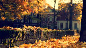 Autumn Leaves Fall Desktop Backgrounds Fall Wallpaper Fall Background Images