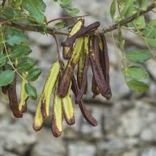 Image result for Ceratonia siliqua