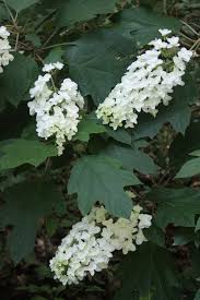 My property has a variety of flowering bushes. Hydrangeas For Every Garden Official Georgia Tourism Travel Website Explore Georgia Org