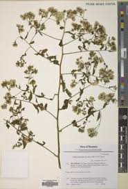 Image result for Eschenbachia