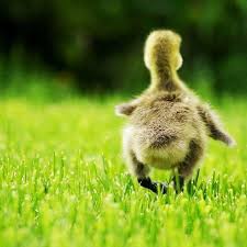 21 Mart Ilkbahar Ekinoksu Yaklasirken Doga Hizla Uyanmaya Basladi Gunes Isinlarinin Ekvator A Dik Vurmasi Sonucunda Gund Cute Animals Animals Animals Beautiful