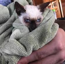 Kitten Dave Specialty Purebred Cat Rescue Purebred Cats Kitten Cute Animals