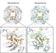 Maybe you would like to learn more about one of these? Shape Shifting Ebola Virus Protein Exploits Human Rna To Change Shape Advanced Photon Source