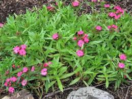 How To Grow Care For Dianthus Dianthus Means Divine Flower Of Which There Are Over 300 Species As Well As 100 S Easy To Grow Flowers Garden Helpers Plants