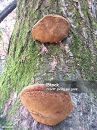 Image result for Phellinus pomaceus