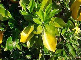 Why Are My Orange Tree Leaves Turning Yellow Citrus Trees Citrus Plant Plant Leaves Turning Yellow