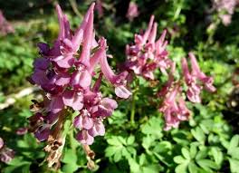 Image result for Fumariaceae