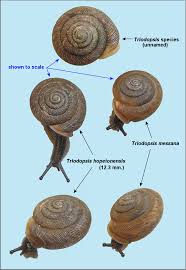 Image result for Trisetopsis milanjianum