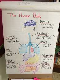 Human Body Anchor Chart Human Body Lesson Human Body