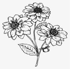 20 mewarnai gambar rumah paling keren koleksi gambar silahkan download gratis gambar rumah adat gadang suku minangkabau hitam putih ini ke dalam ukuran yang besar caranya dengan meng. 13 Contoh Gambar Ilustrasi Tumbuhan Hitam Putih Terbagus Lingkar Png