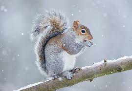 Grey Squirrel In Snow Snow Animals Wildlife Facts Animal Sketches