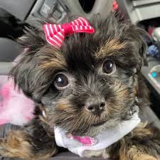 Took our puppy for his first vet visit this morning and had a wonderful experience. Compassionate Care Animal Hospital Veterinarians 809 Hill Rd N Pickerington Oh Phone Number