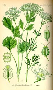 Image result for Pimpinella ledermannii